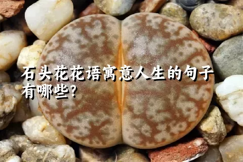 石头花花语寓意人生的句子有哪些？