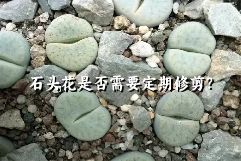 石头花是否需要定期修剪？