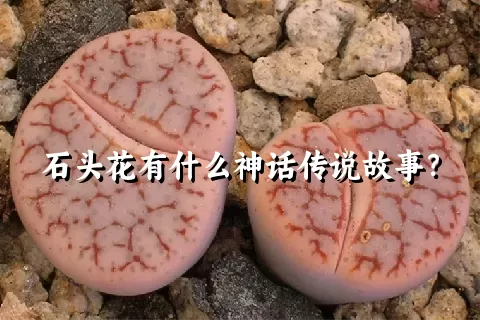 石头花有什么神话传说故事？