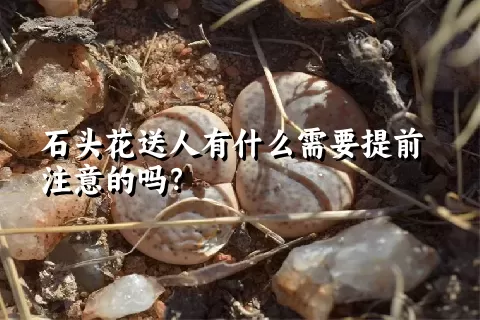 石头花送人有什么需要提前注意的吗？