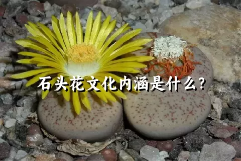 石头花文化内涵是什么？