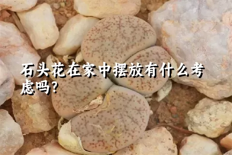 石头花在家中摆放有什么考虑吗？