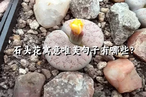 石头花寓意唯美句子有哪些？