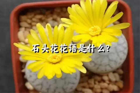石头花花语是什么？