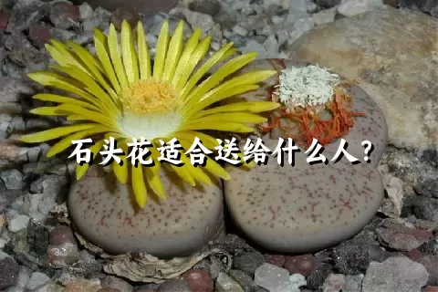 石头花适合送给什么人？