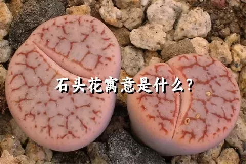 石头花寓意是什么？
