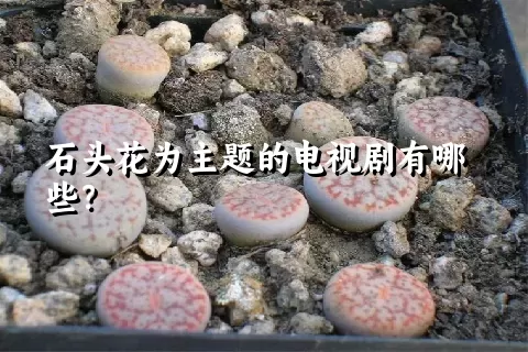 石头花为主题的电视剧有哪些？