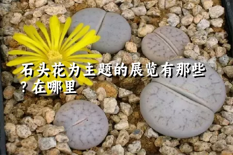 石头花为主题的展览有那些？在哪里