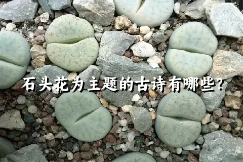 石头花为主题的古诗有哪些？