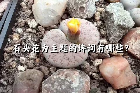 石头花为主题的诗词有哪些？
