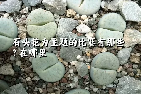石头花为主题的比赛有那些？在哪里