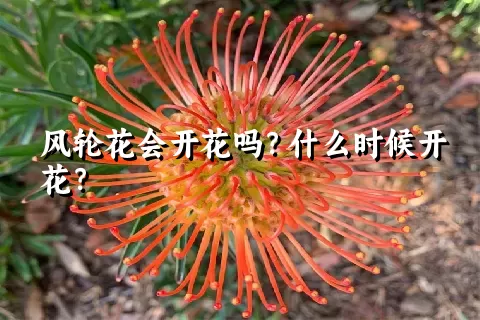 风轮花会开花吗？什么时候开花？