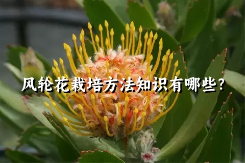 风轮花栽培方法知识有哪些？