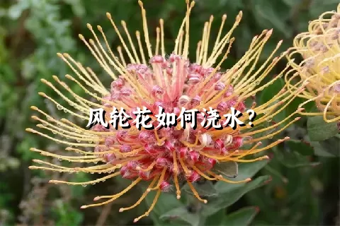 风轮花如何浇水？