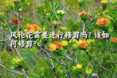 风轮花需要进行修剪吗？该如何修剪？