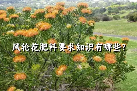 风轮花肥料要求知识有哪些？