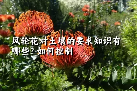 风轮花对土壤的要求知识有哪些？如何控制