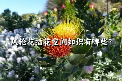 风轮花插花空间知识有哪些？