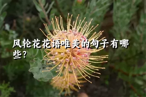 风轮花花语唯美的句子有哪些？