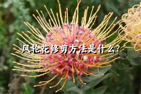 风轮花修剪方法是什么？