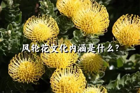 风轮花文化内涵是什么？