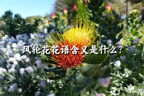 风轮花花语含义是什么？
