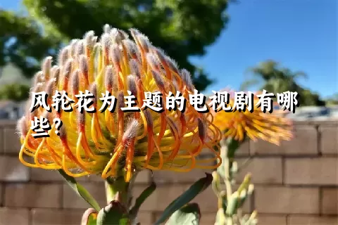 风轮花为主题的电视剧有哪些？
