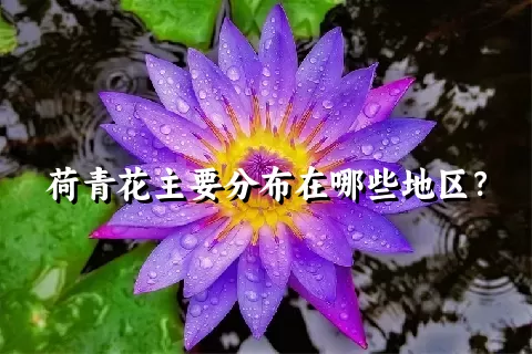 荷青花主要分布在哪些地区？