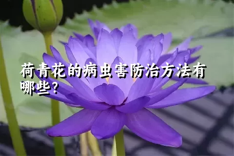 荷青花的病虫害防治方法有哪些？
