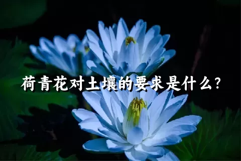 荷青花对土壤的要求是什么？