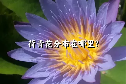 荷青花分布在哪里?