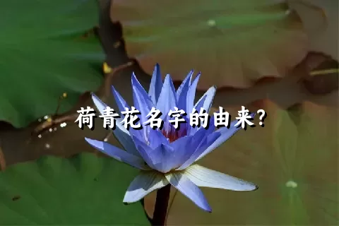 荷青花名字的由来？