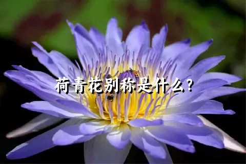 荷青花别称是什么？