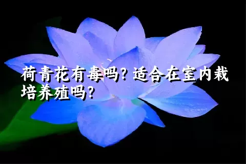荷青花有毒吗？适合在室内栽培养殖吗？