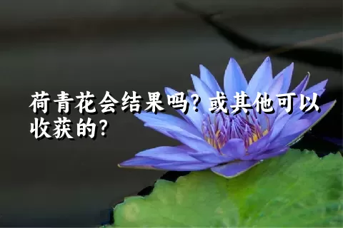荷青花会结果吗？或其他可以收获的？