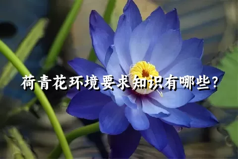 荷青花环境要求知识有哪些？