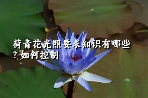 荷青花光照要求知识有哪些？如何控制
