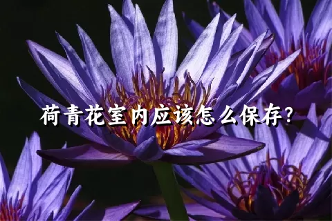荷青花室内应该怎么保存？