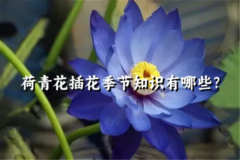 荷青花插花季节知识有哪些？