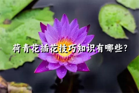 荷青花插花技巧知识有哪些？