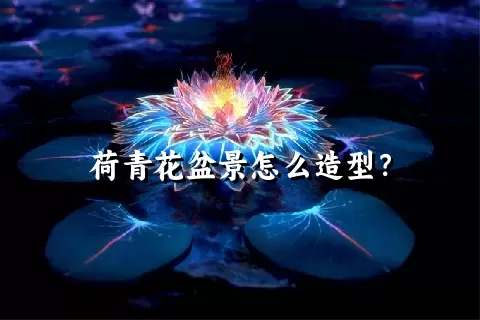 荷青花盆景怎么造型？