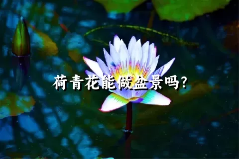 荷青花能做盆景吗？
