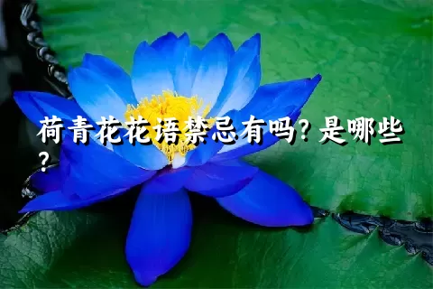 荷青花花语禁忌有吗？是哪些？