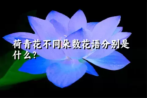 荷青花不同朵数花语分别是什么？