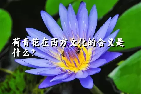 荷青花在西方文化的含义是什么？
