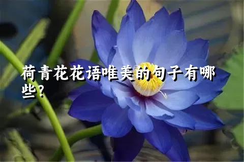 荷青花花语唯美的句子有哪些？