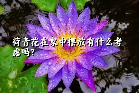 荷青花在家中摆放有什么考虑吗？
