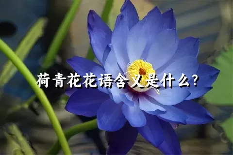 荷青花花语含义是什么？