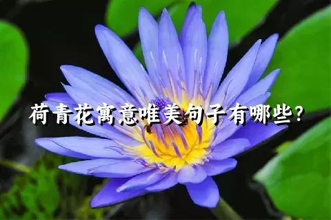 荷青花寓意唯美句子有哪些？