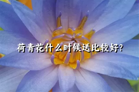 荷青花什么时候送比较好？